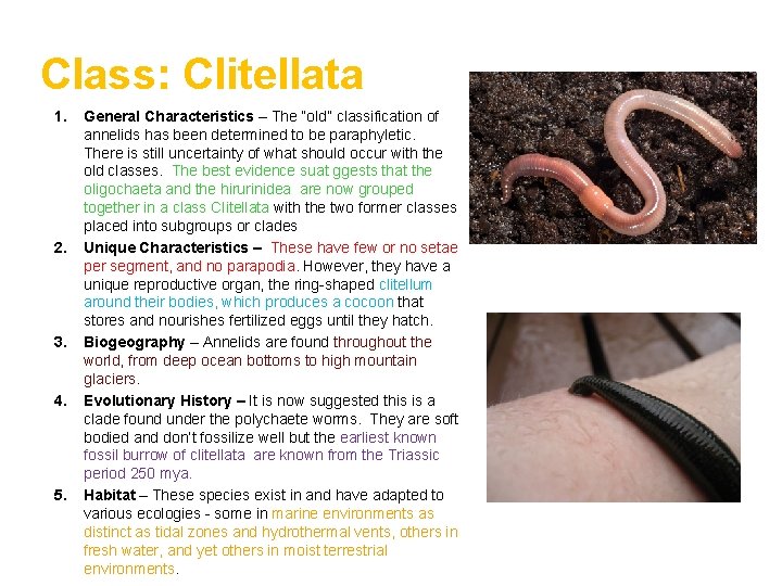 Class: Clitellata 1. 2. 3. 4. 5. General Characteristics – The “old” classification of
