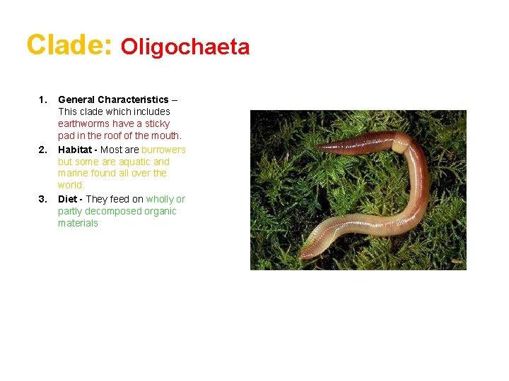 Clade: Oligochaeta 1. 2. 3. General Characteristics – This clade which includes earthworms have