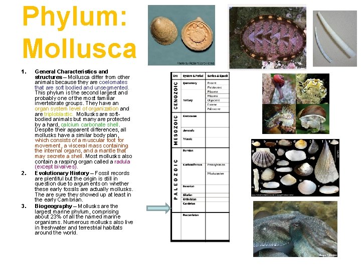 Phylum: Mollusca 1. 2. 3. General Characteristics and structures – Mollusca differ from other