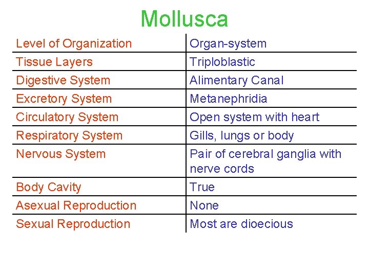 Mollusca Level of Organization Tissue Layers Digestive System Excretory System Circulatory System Respiratory System