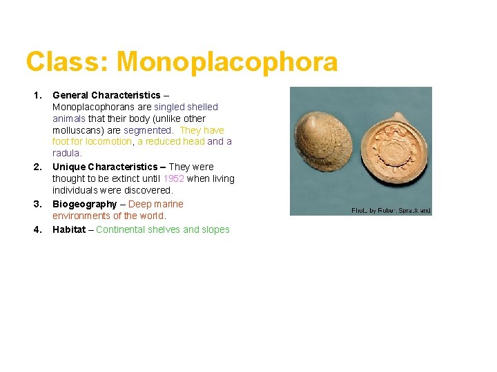 Class: Monoplacophora 1. 2. 3. 4. General Characteristics – Monoplacophorans are singled shelled animals