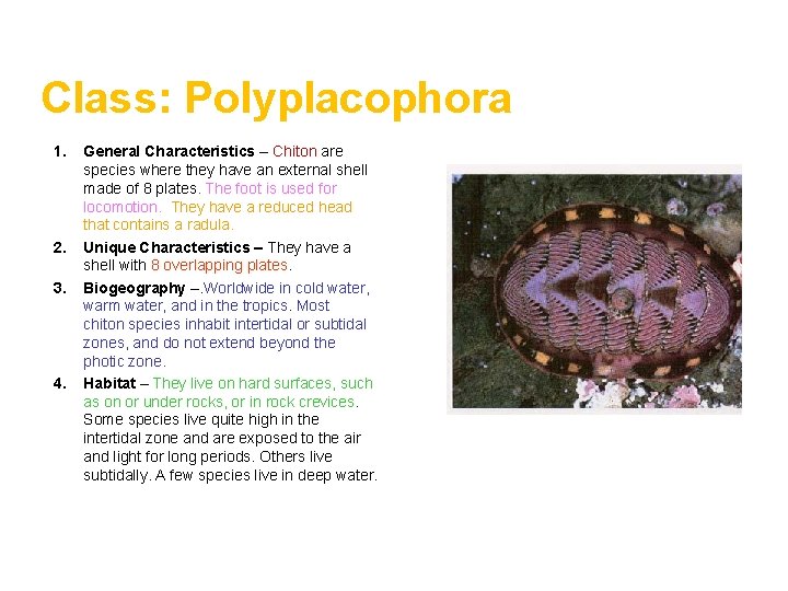 Class: Polyplacophora 1. 2. 3. 4. General Characteristics – Chiton are species where they