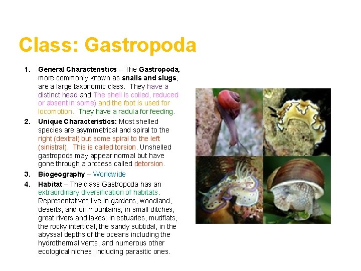 Class: Gastropoda 1. 2. 3. 4. General Characteristics – The Gastropoda, more commonly known