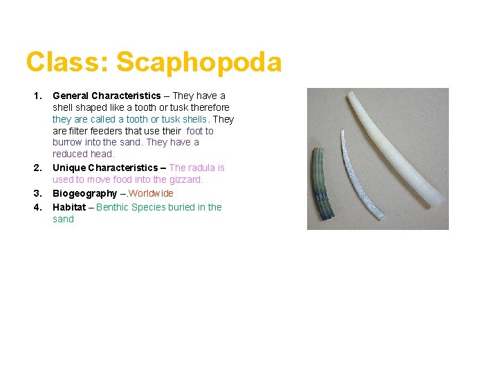 Class: Scaphopoda 1. 2. 3. 4. General Characteristics – They have a shell shaped