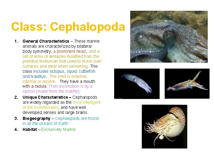 Class: Cephalopoda 1. 2. 3. 4. General Characteristics – These marine animals are characterized