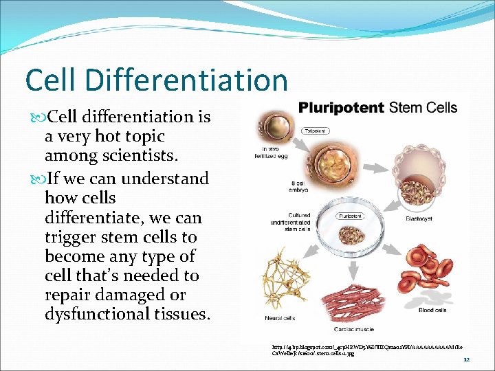 Cell Differentiation Cell differentiation is a very hot topic among scientists. If we can