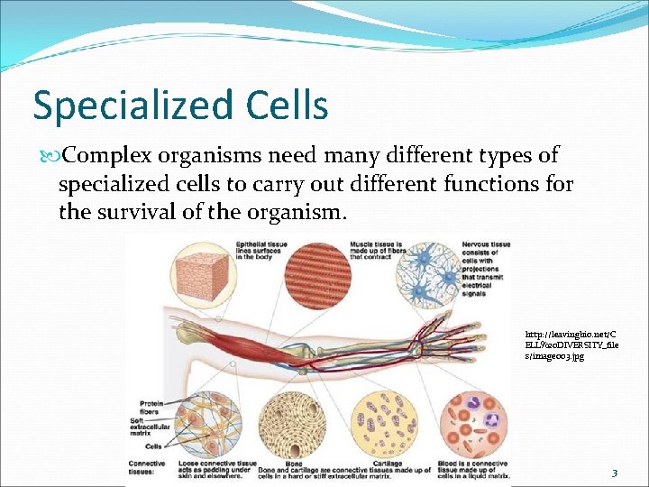 Specialized Cells Complex organisms need many different types of specialized cells to carry out