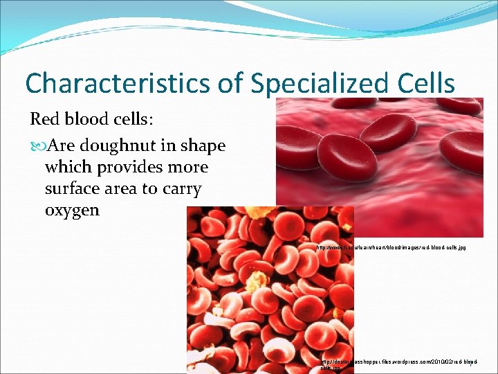 Characteristics of Specialized Cells Red blood cells: Are doughnut in shape which provides more