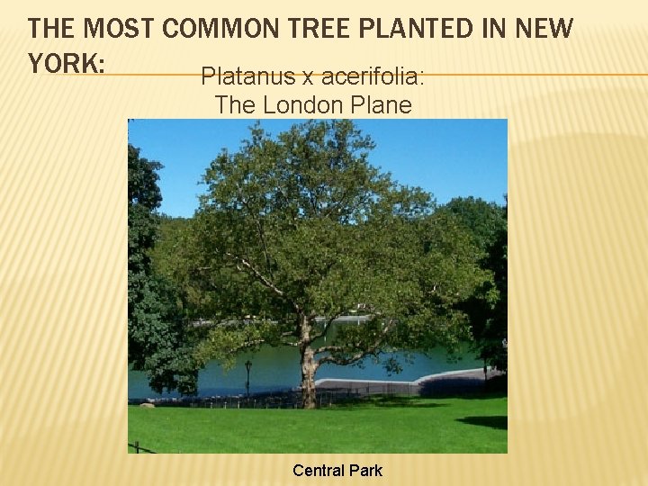 THE MOST COMMON TREE PLANTED IN NEW YORK: Platanus x acerifolia: The London Plane