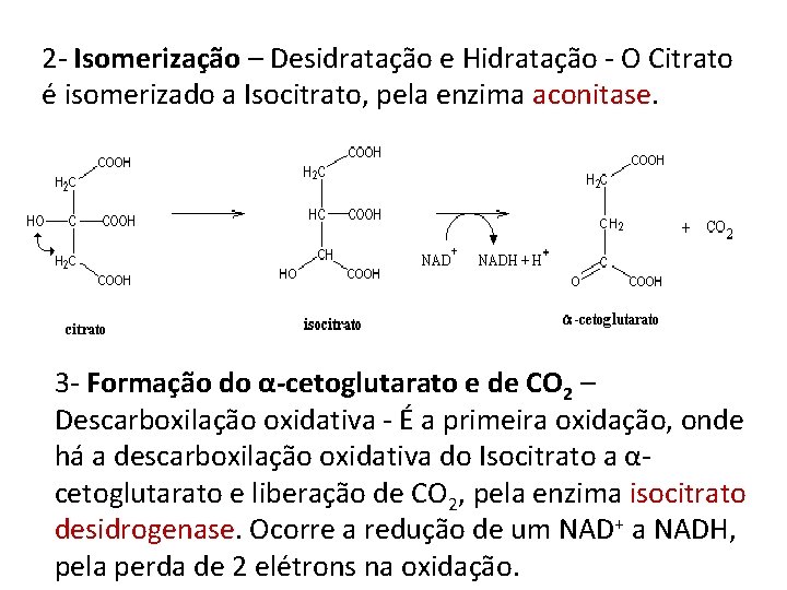 2 - Isomerização – Desidratação e Hidratação - O Citrato é isomerizado a Isocitrato,