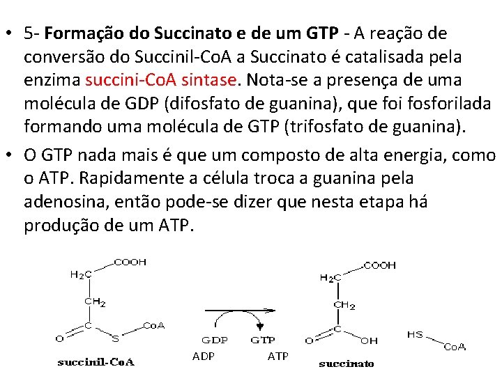  • 5 - Formação do Succinato e de um GTP - A reação