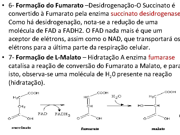  • 6 - Formação do Fumarato –Desidrogenação-O Succinato é convertido à Fumarato pela