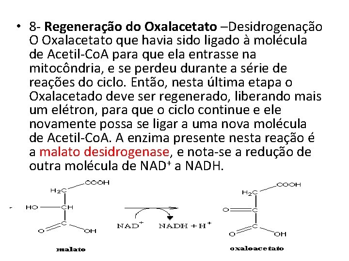  • 8 - Regeneração do Oxalacetato –Desidrogenação O Oxalacetato que havia sido ligado