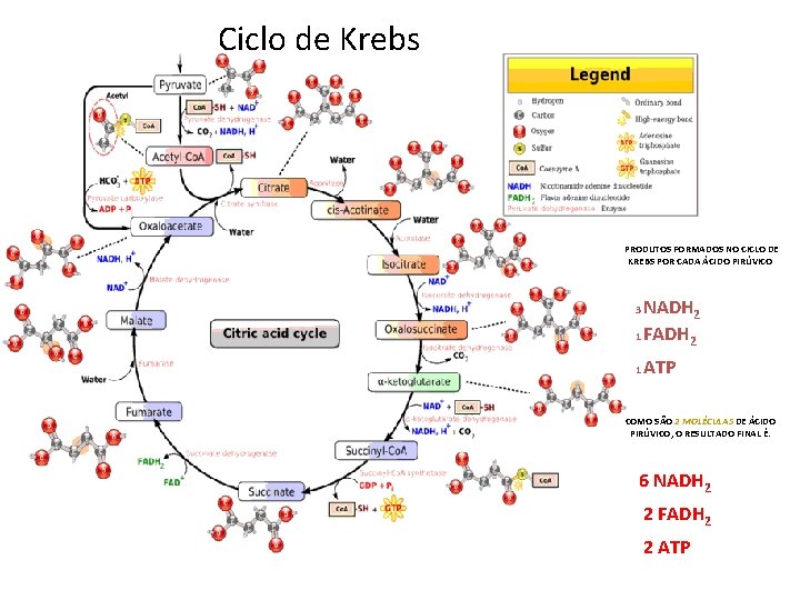 Ciclo de Krebs PRODUTOS FORMADOS NO CICLO DE KREBS POR CADA ÁCIDO PIRÚVICO NADH