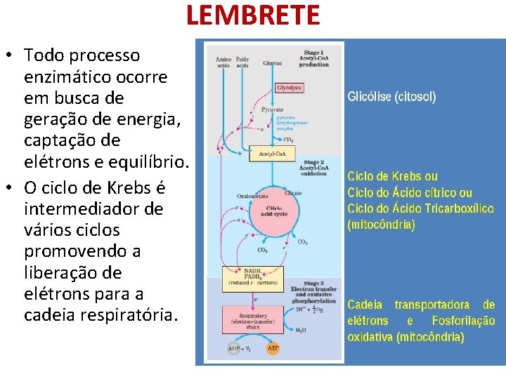 LEMBRETE • Todo processo enzimático ocorre em busca de geração de energia, captação de