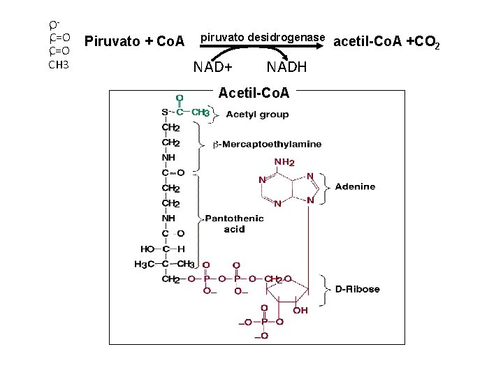 OC=O CH 3 Piruvato + Co. A piruvato desidrogenase NAD+ NADH Acetil-Co. A acetil-Co.