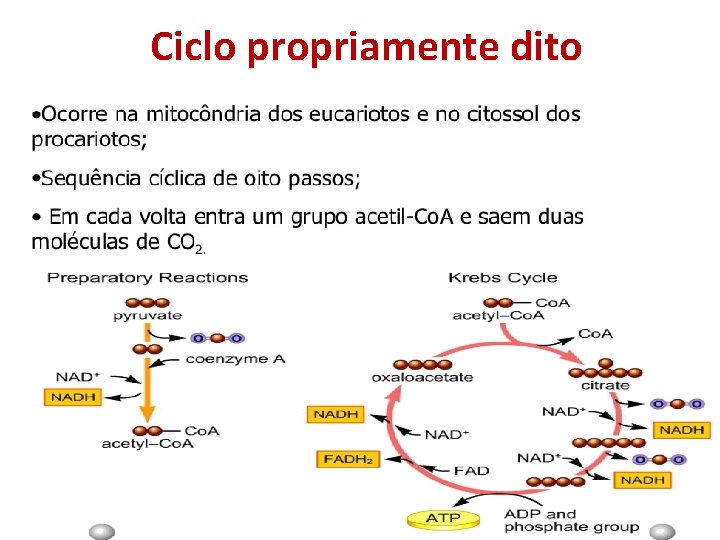 Ciclo propriamente dito 