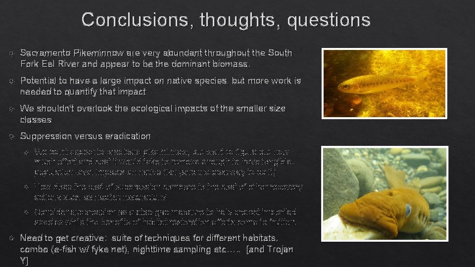 Conclusions, thoughts, questions Sacramento Pikeminnow are very abundant throughout the South Fork Eel River