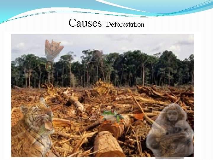 Causes: Deforestation 
