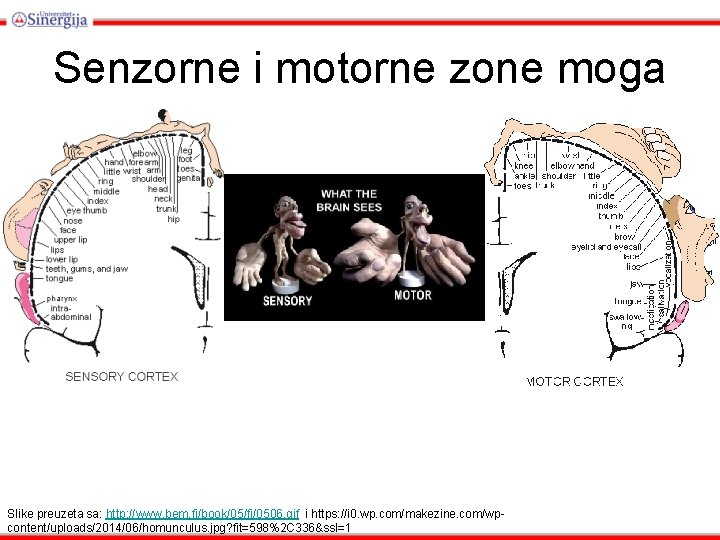 Senzorne i motorne zone moga Slike preuzeta sa: http: //www. bem. fi/book/05/fi/0506. gif i