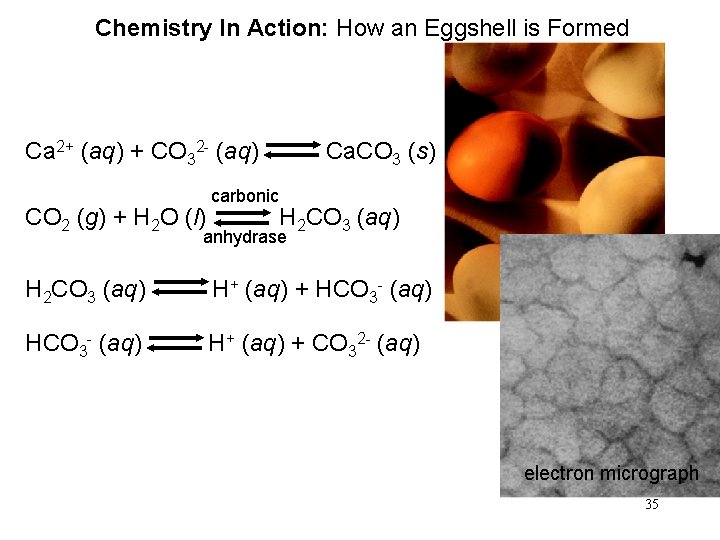 Chemistry In Action: How an Eggshell is Formed Ca 2+ (aq) + CO 32 Chemistry In Action: How an Eggshell is Formed Ca 2+ (aq) + CO 32