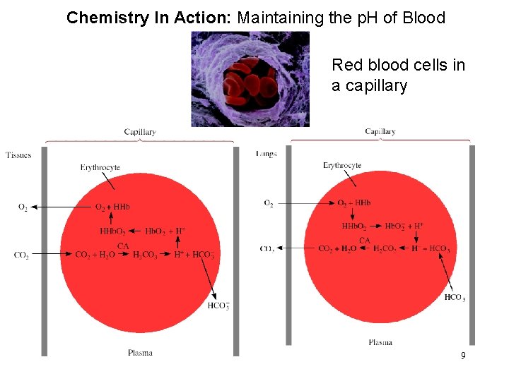 Chemistry In Action: Maintaining the p. H of Blood Red blood cells in a Chemistry In Action: Maintaining the p. H of Blood Red blood cells in a