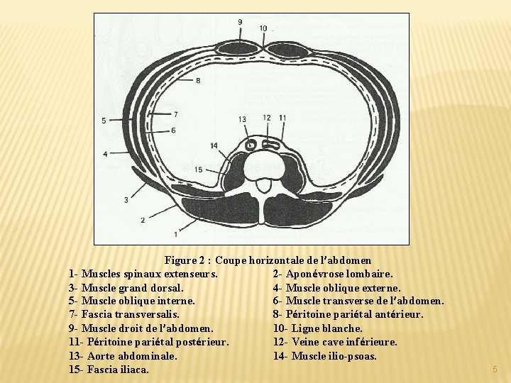 Figure 2 : Coupe horizontale de l’abdomen 1 - Muscles spinaux extenseurs. 2 -