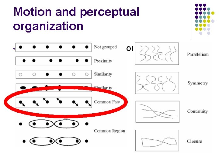Motion and perceptual organization • Sometimes, motion is the only cue 
