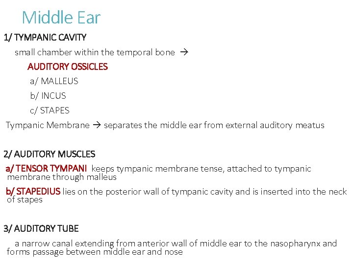 Middle Ear 1/ TYMPANIC CAVITY small chamber within the temporal bone AUDITORY OSSICLES a/