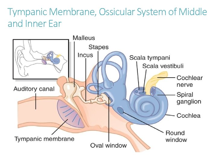 Tympanic Membrane, Ossicular System of Middle and Inner Ear 