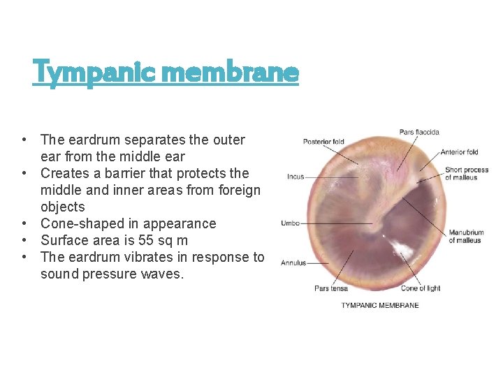 Tympanic membrane • The eardrum separates the outer ear from the middle ear •