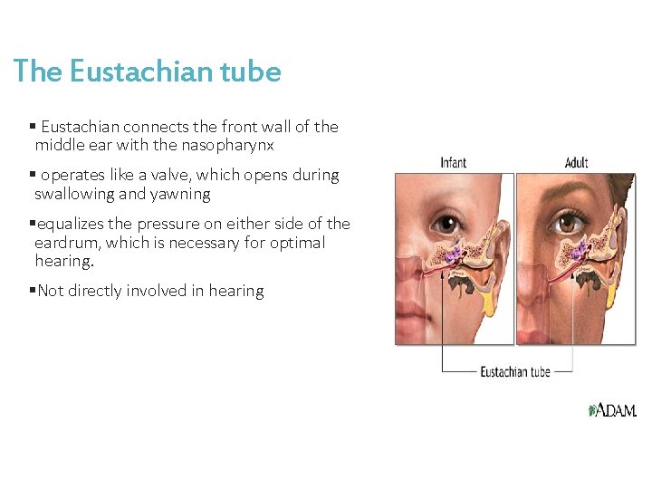 The Eustachian tube § Eustachian connects the front wall of the middle ear with