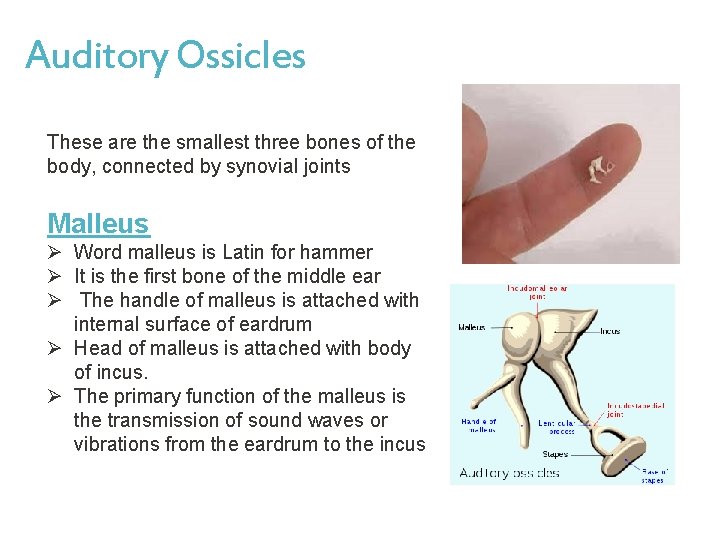 Auditory Ossicles These are the smallest three bones of the body, connected by synovial