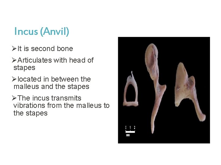 Incus (Anvil) ØIt is second bone ØArticulates with head of stapes Ølocated in between