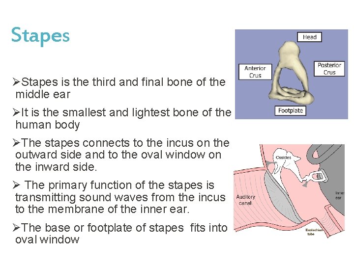 Stapes ØStapes is the third and final bone of the middle ear ØIt is