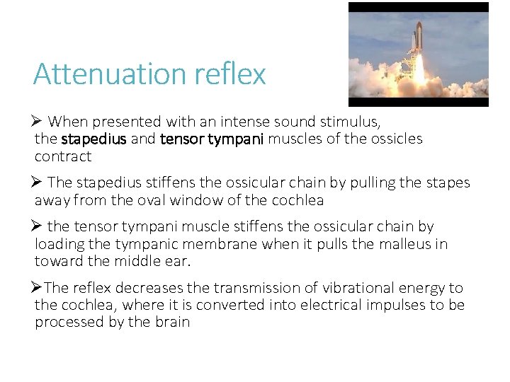 Attenuation reflex Ø When presented with an intense sound stimulus, the stapedius and tensor