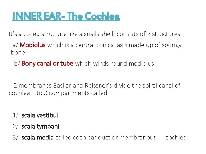 INNER EAR- The Cochlea It’s a coiled structure like a snails shell, consists of