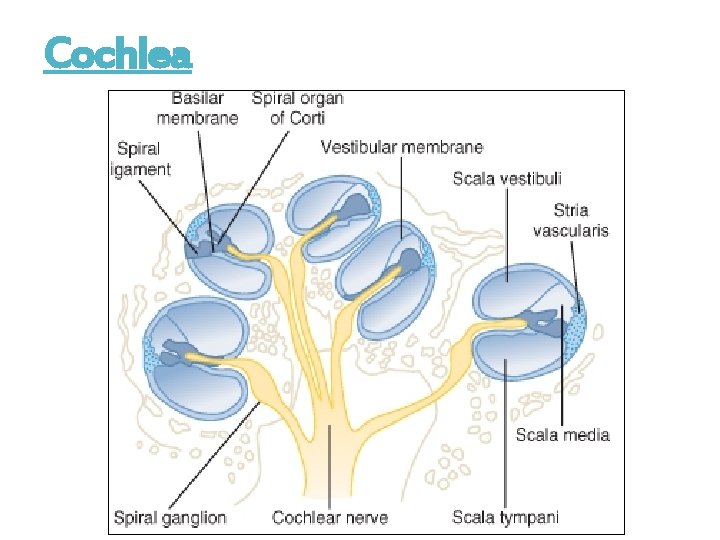 Cochlea 