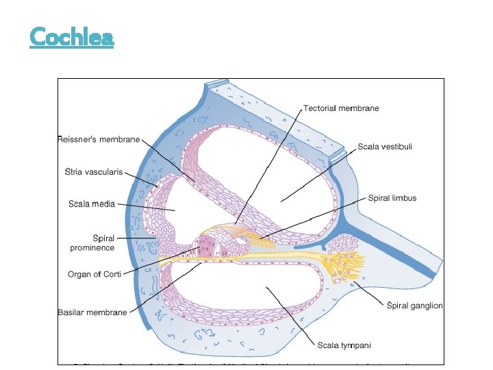 Cochlea 