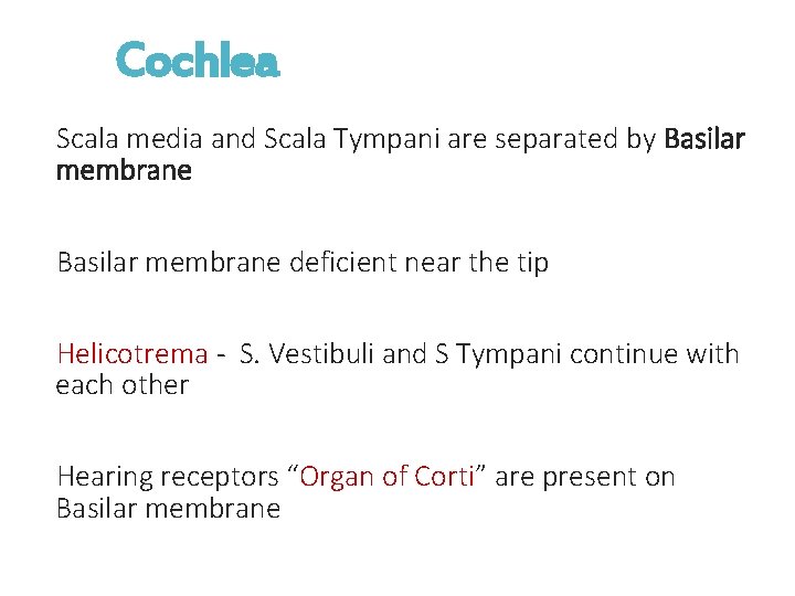 Cochlea Scala media and Scala Tympani are separated by Basilar membrane deficient near the