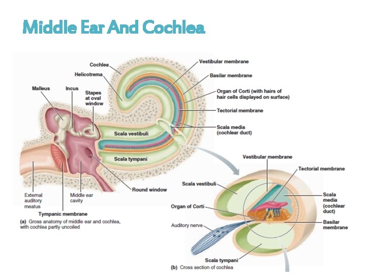 Middle Ear And Cochlea 