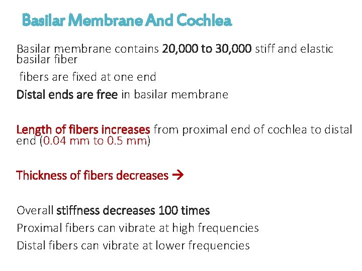 Basilar Membrane And Cochlea Basilar membrane contains 20, 000 to 30, 000 stiff and