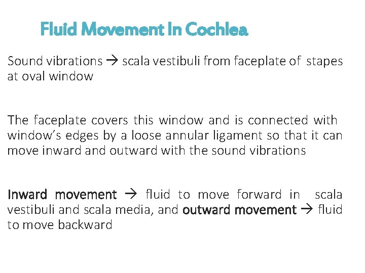 Fluid Movement In Cochlea Sound vibrations scala vestibuli from faceplate of stapes at oval