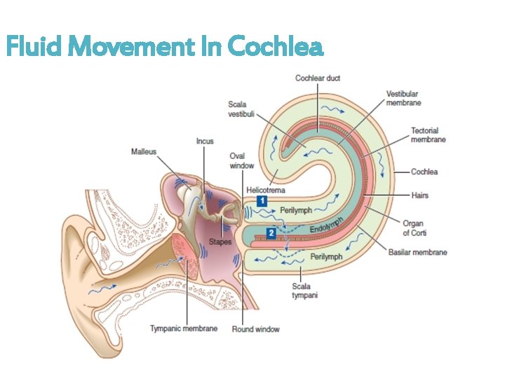 Fluid Movement In Cochlea 