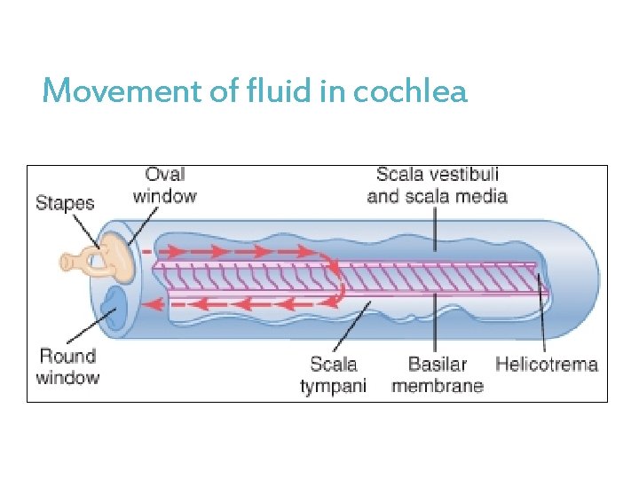 Movement of fluid in cochlea 