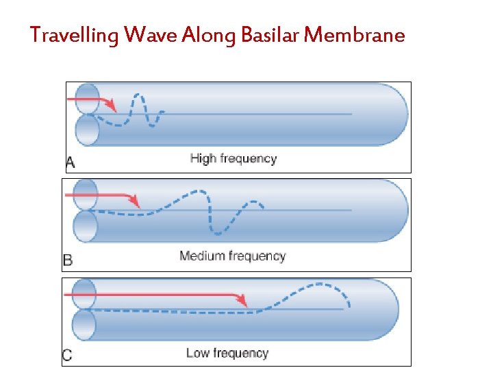 Travelling Wave Along Basilar Membrane 