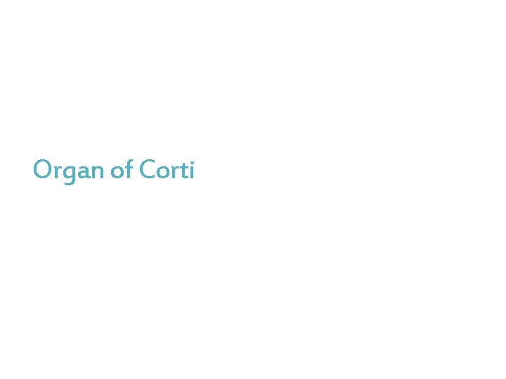 Organ of Corti 