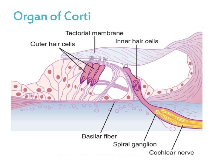 Organ of Corti 