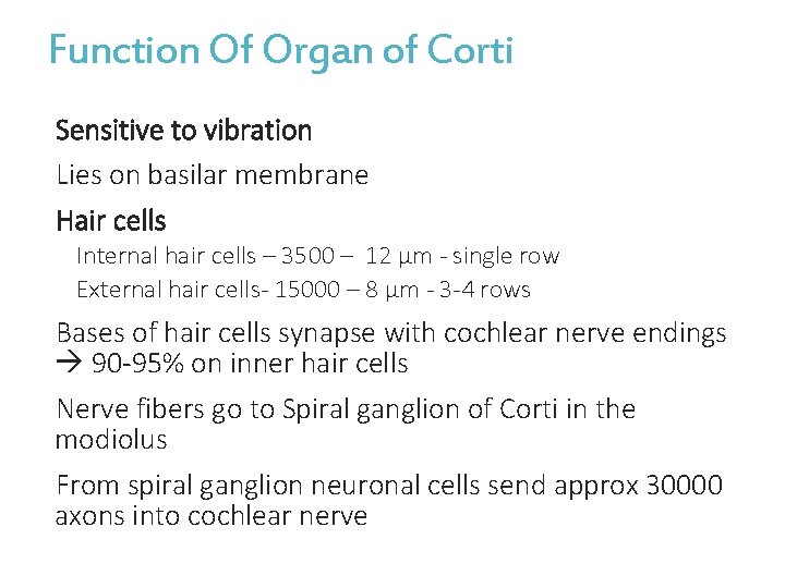 Function Of Organ of Corti Sensitive to vibration Lies on basilar membrane Hair cells