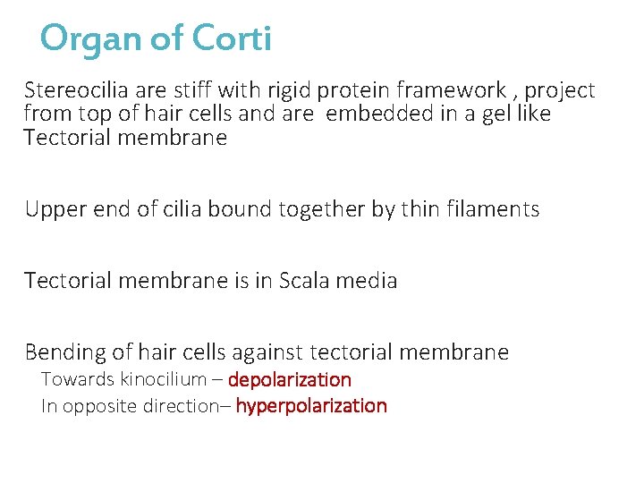 Organ of Corti Stereocilia are stiff with rigid protein framework , project from top